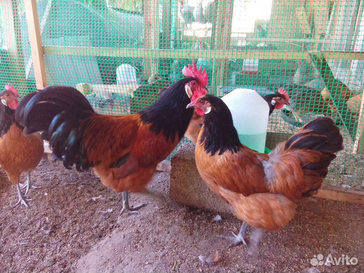 Инкубационное яйцо породы Форверк,цыплята