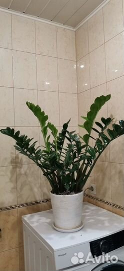 Замиокулькас