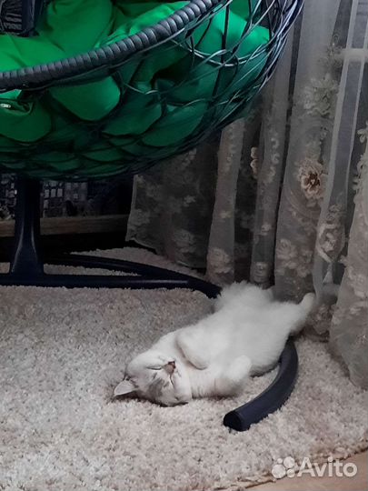 Кот для вязки. Британская Серебристая Шиншила