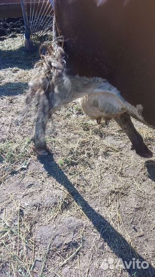 Корова дойная