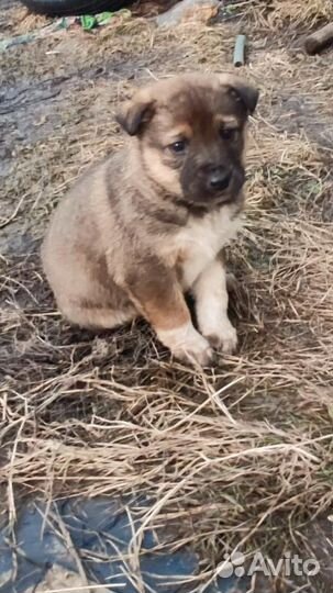 Отдам в добрые руки щенков