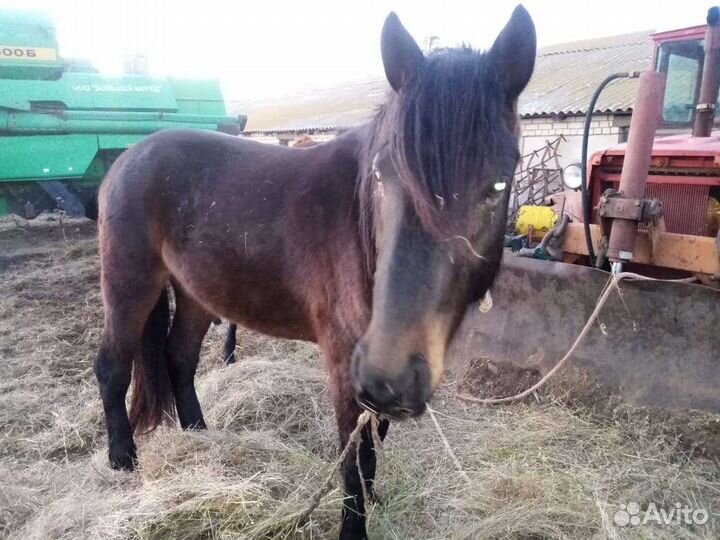Продам жеребца, кобылу и жеребят
