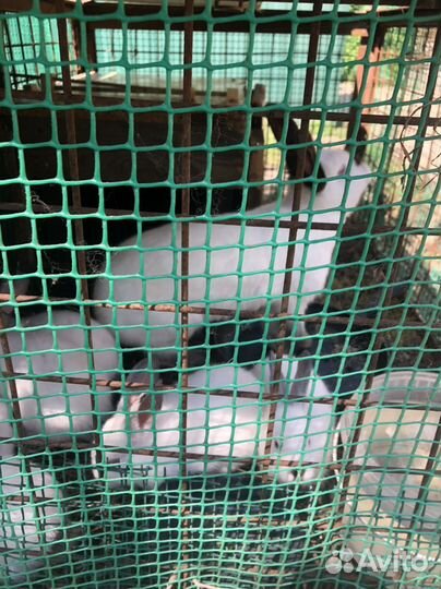 Кролики мясных пород