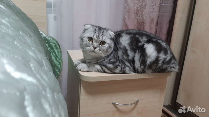 Кошка в дар бесплатно