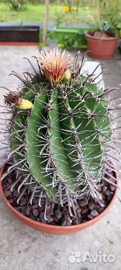 Семена кактусов