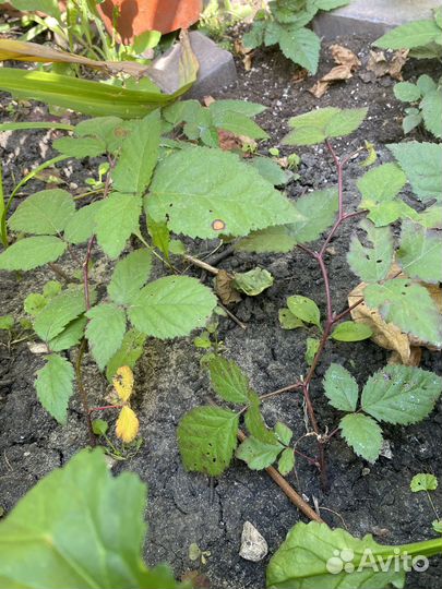 Саженцы бесшипной ежевики