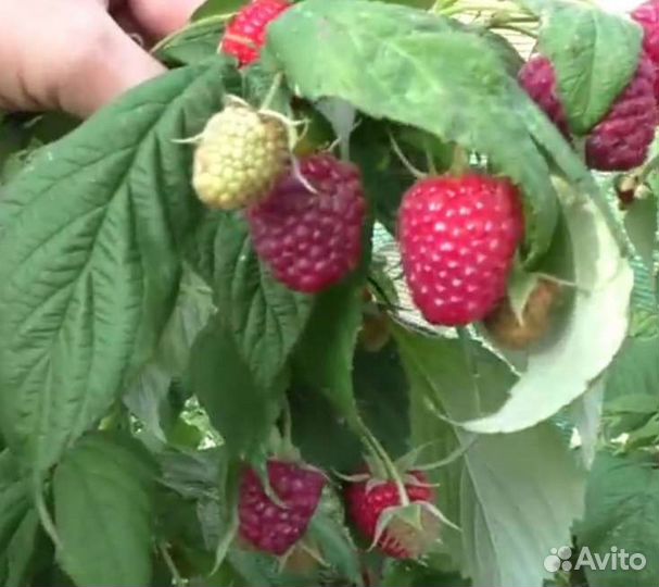 Ремонтантная малина Полька