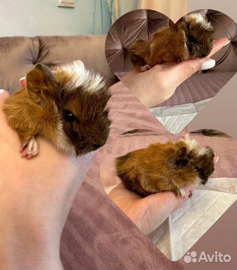 Морская свинка в добрые руки