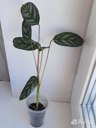 Калатея Ктенанта