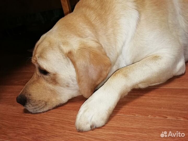 Щенки лабрадора