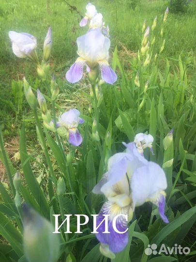 Многолетние цветы