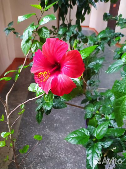 Гибискус