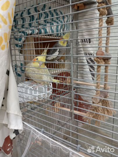 Попугаи Корелла