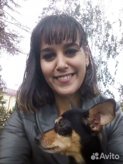 Вязка той-терьер мальчик