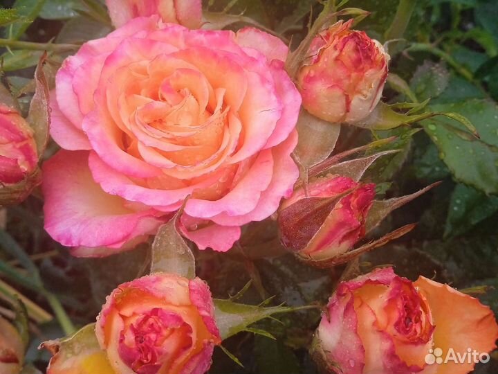 Розы на срез/ букет, доставлю