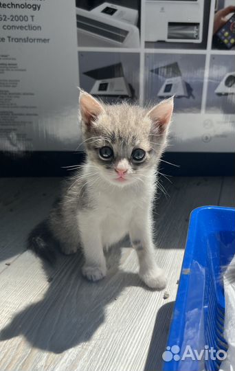 Котята ищут дом