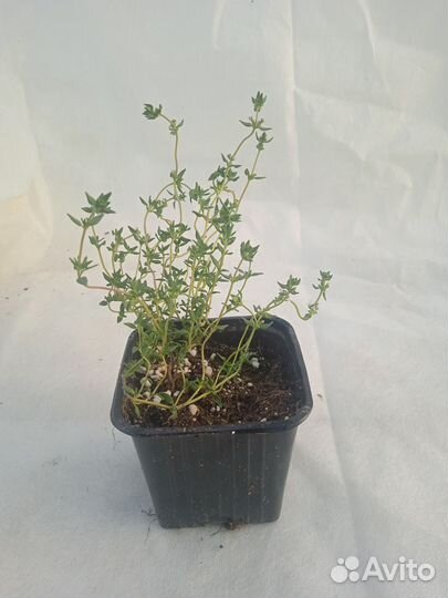 Тимьян Фастини