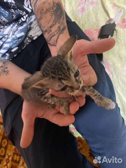 Отдам котят в добрые руки