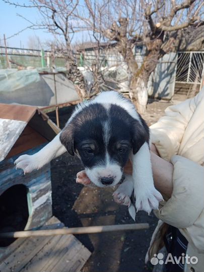 Щенки в хорошие руки