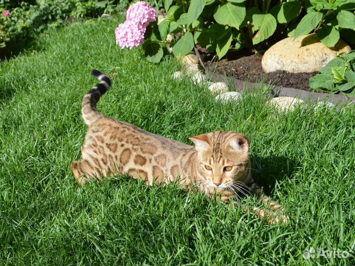 Эффектная девочка для выставок и плем. работы