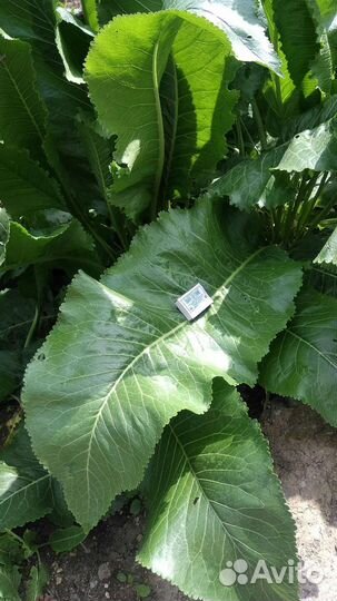 Листья хрена, хрен на рассаду