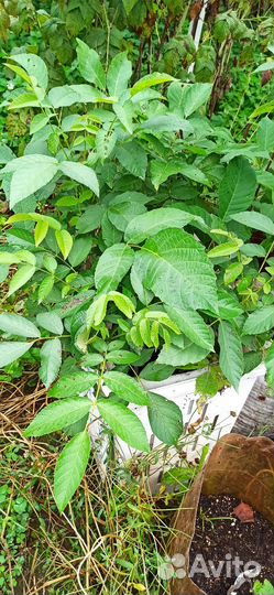 Саженцы плодово-ягодных