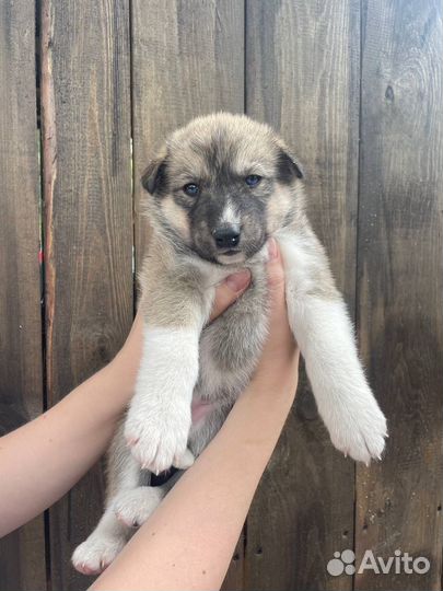 Щенки в добрые руки