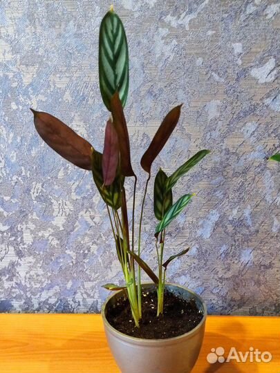 Комнатные цветы