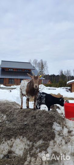 Камерунские карликовые козы