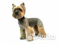 Стрижка собак м. бибирево, алтуфьево, медведково