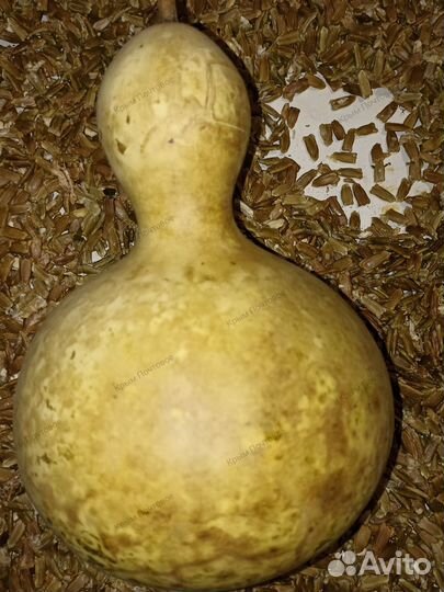 Семена для подвоя