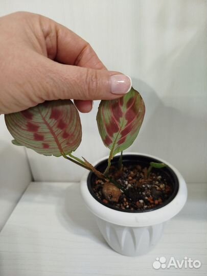 Маранта триколор