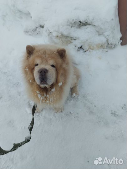 Выгульщик собак