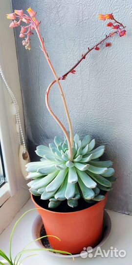 Кактусы и суккуленты