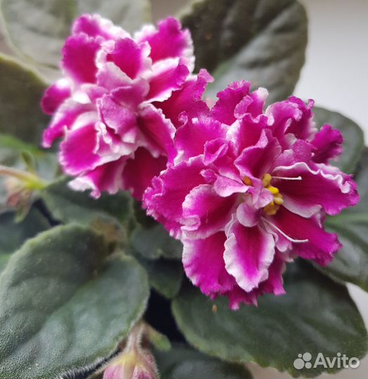 Листья сортовых фиалок