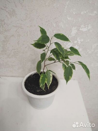 Фикус бенджамина
