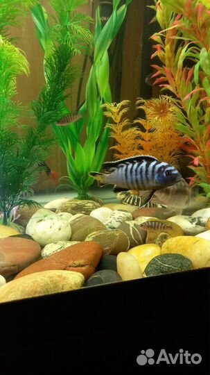 Рыбки цихлиды