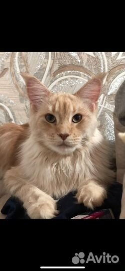 Котёнок