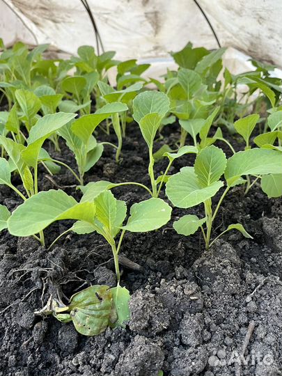 Рассада ранней капусты