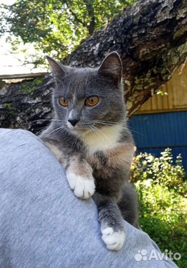 Кошка бесплатно в добрые руки