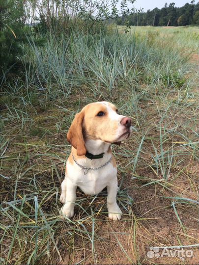 Кобель бигль для вязки