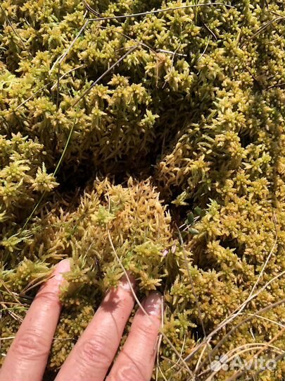 Мох сфагнум живой