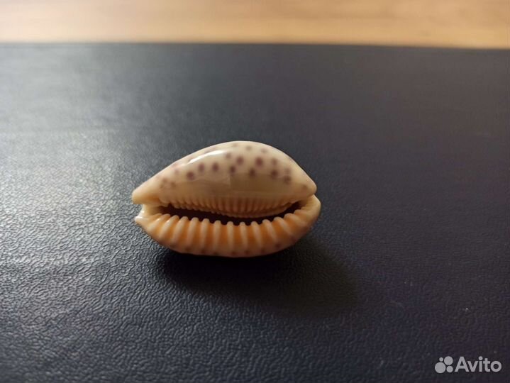 Морская раковина