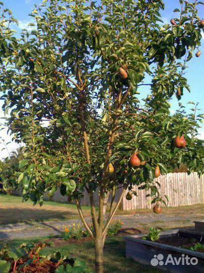 Саженцы груши