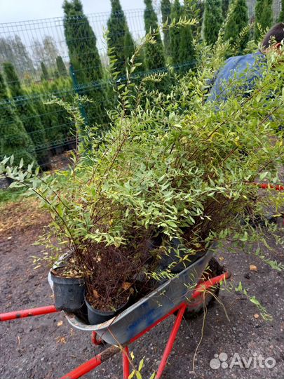 Спирея серая,японская,кизильник, пузэреплодник опт