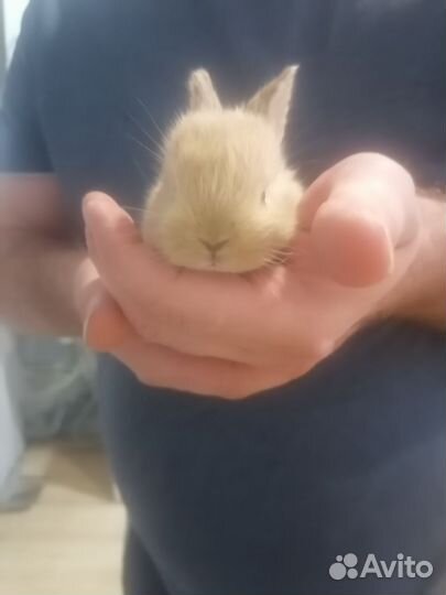 Декоративные кролики