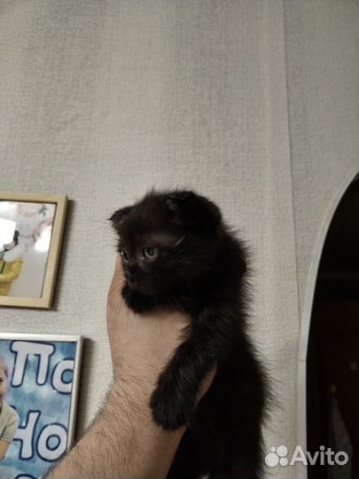 Кошка в дар