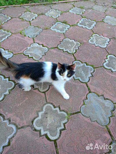 Котенок в добрые руки