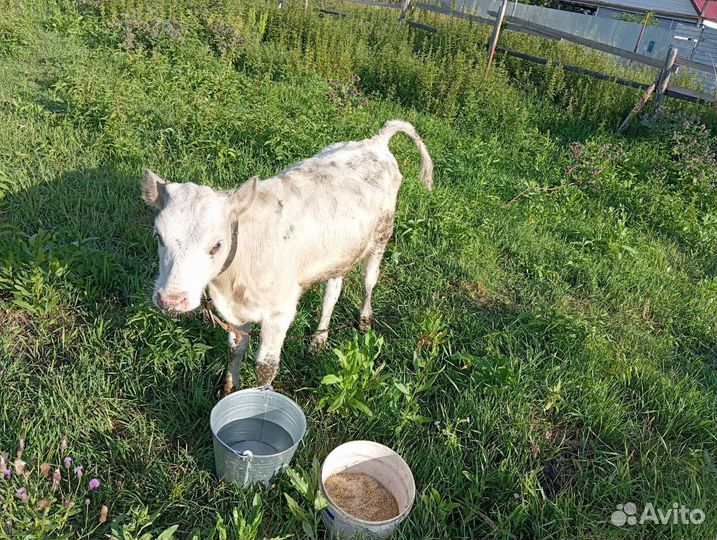 Телята бычек и телка