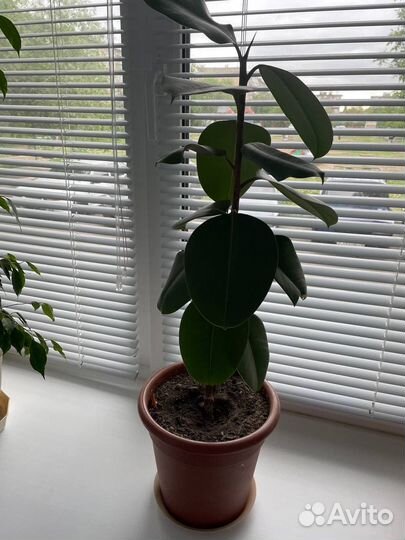 Фикус каучуковый